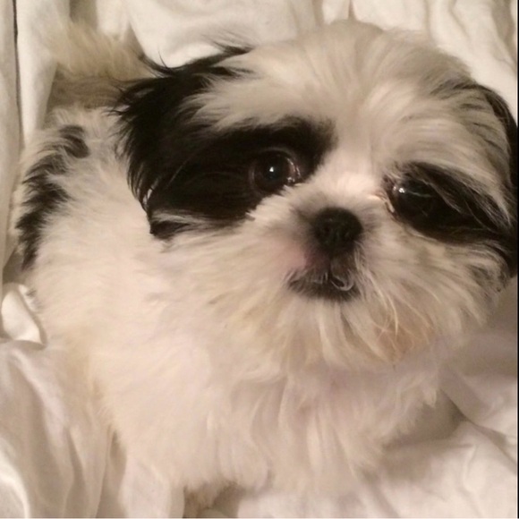 Meet the Poshers - Picture 5 of 5